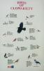 Birds of Clonakilty_thumb.jpg 1.9K